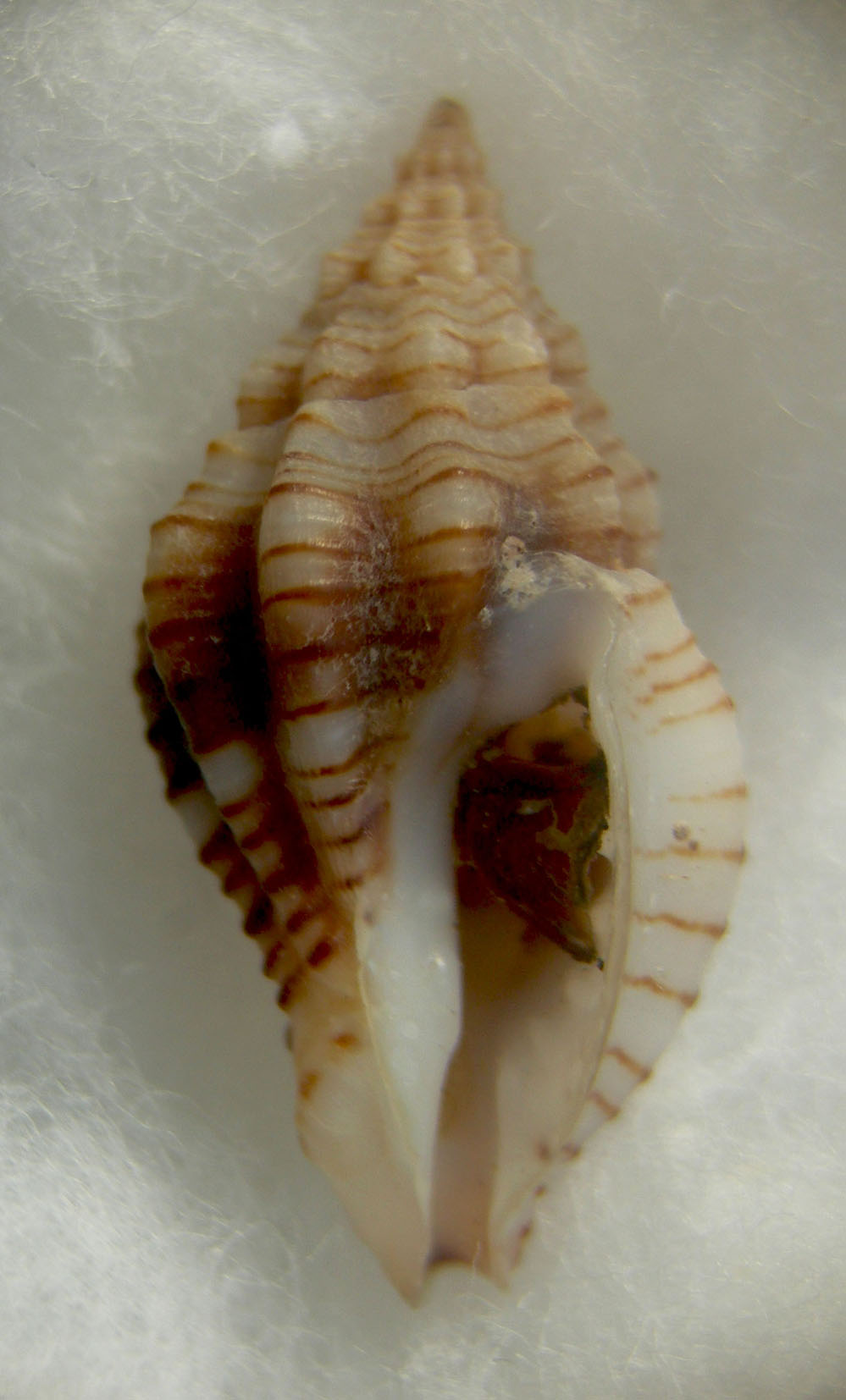 Cytharomorula grayi